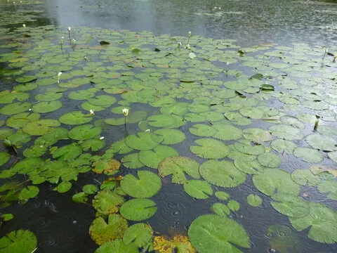 Android APP 下载二维码